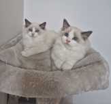 Ragdoll Blue Bicolor superb