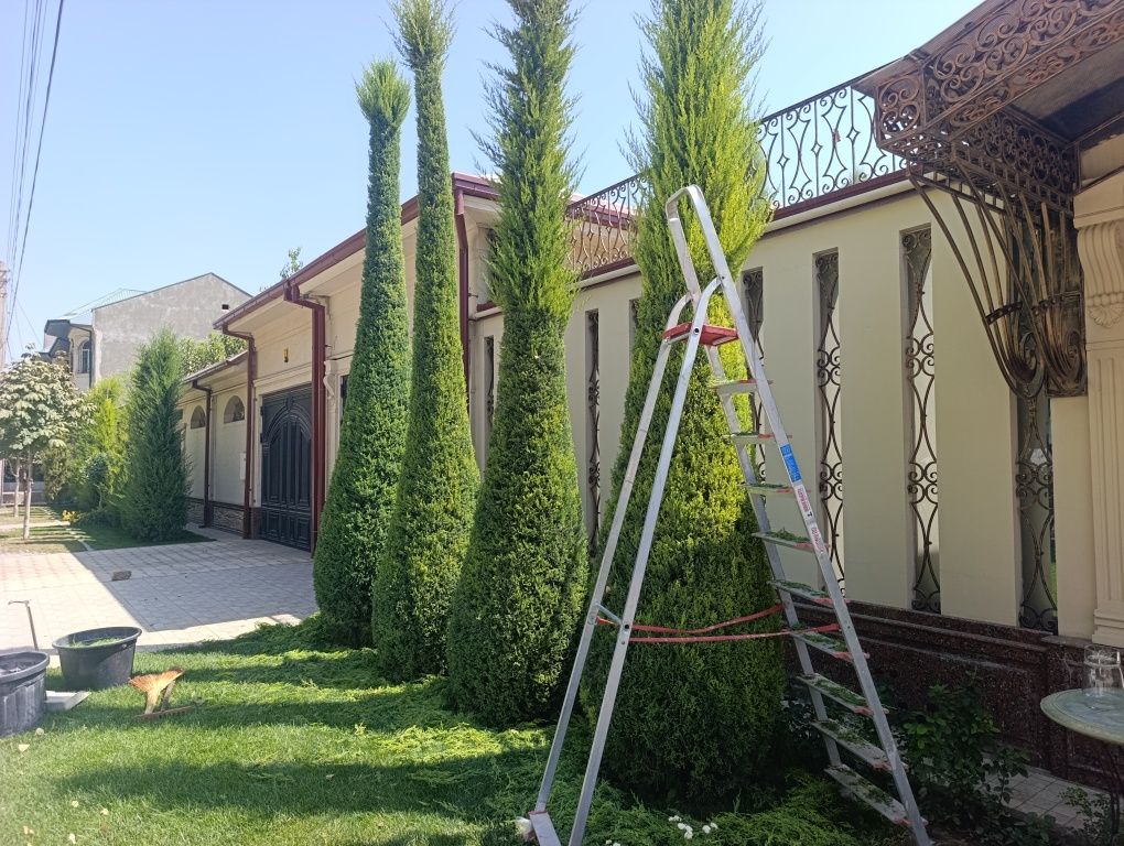 Арча кесиш дорилаш Дарахт кесиш буталаш шакил бериш.