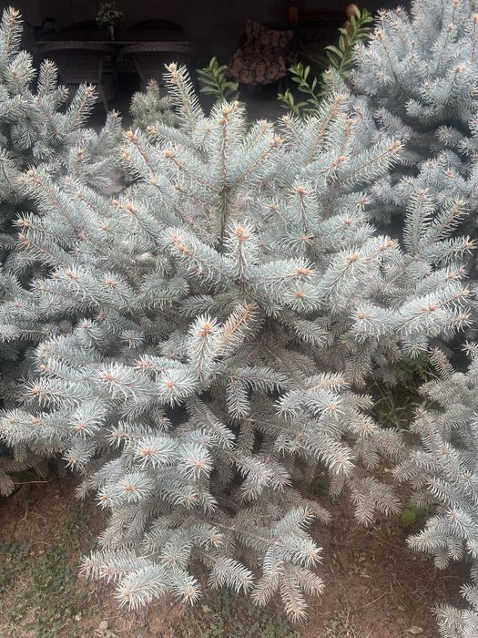 Galubaya el oʻzimizda katda booʻlgan