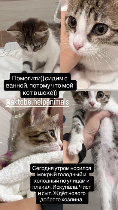 Отдам котенка найденыша