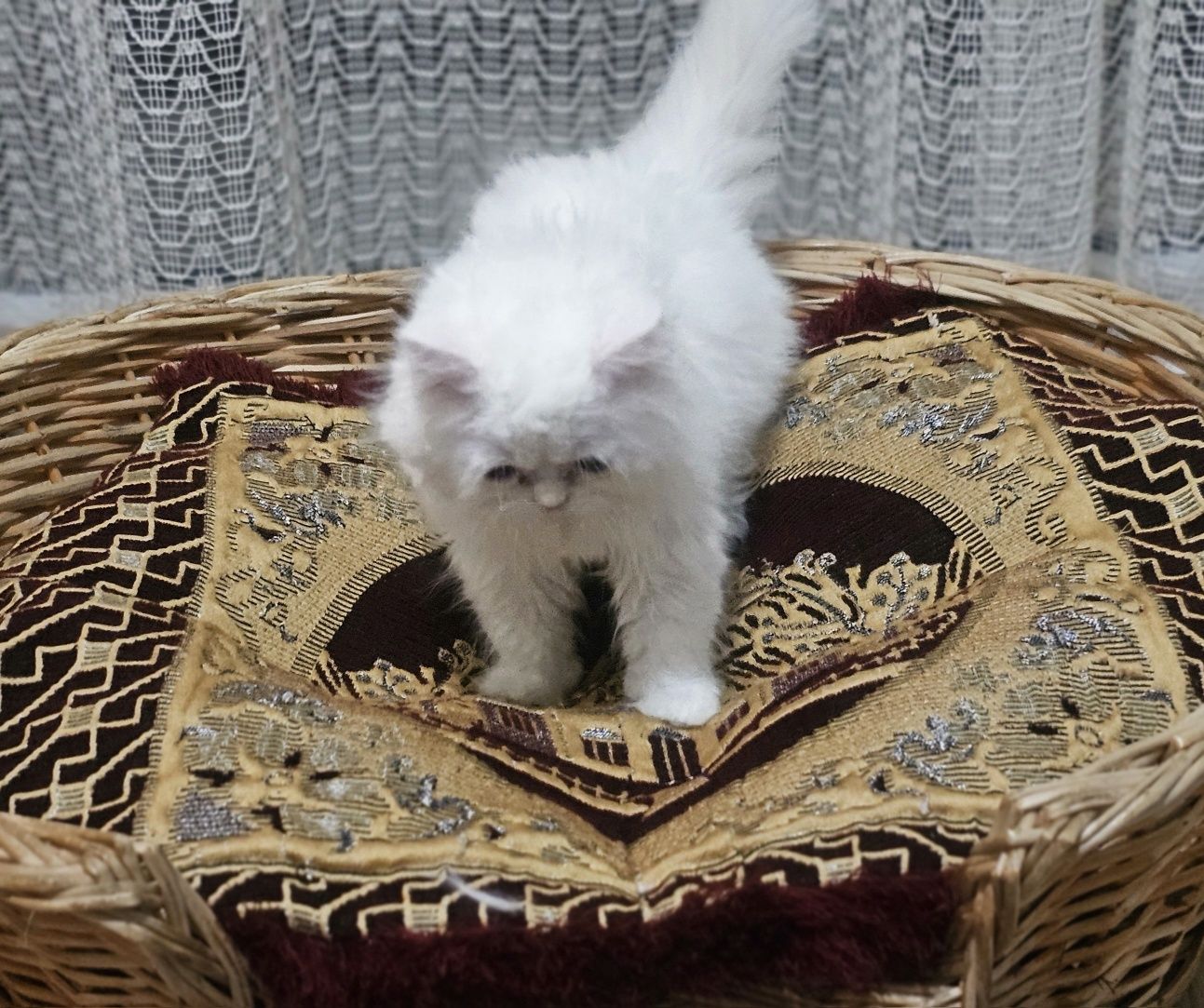Мъжко персийско коте