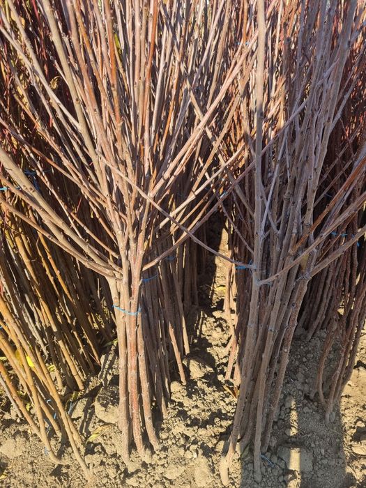 Pomi si arbusti fructiferi