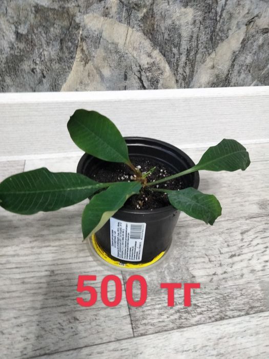 Комнатные растения