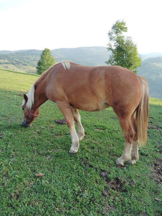 Vând manza de 1 an si 5 luni