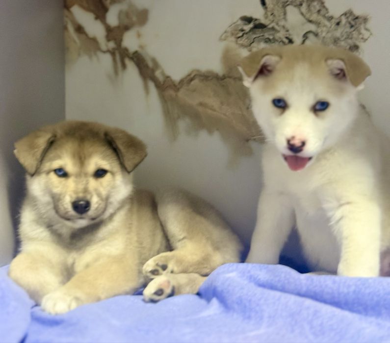 Продаються Девочки Хаски