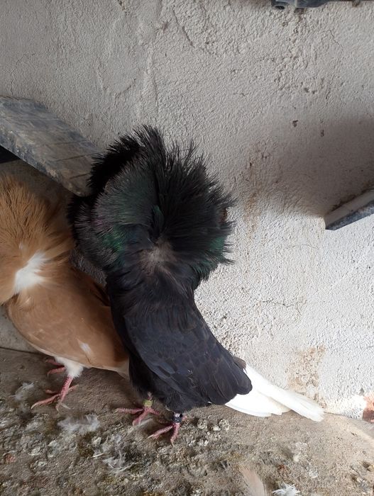 Гълъби Якалии Самоков