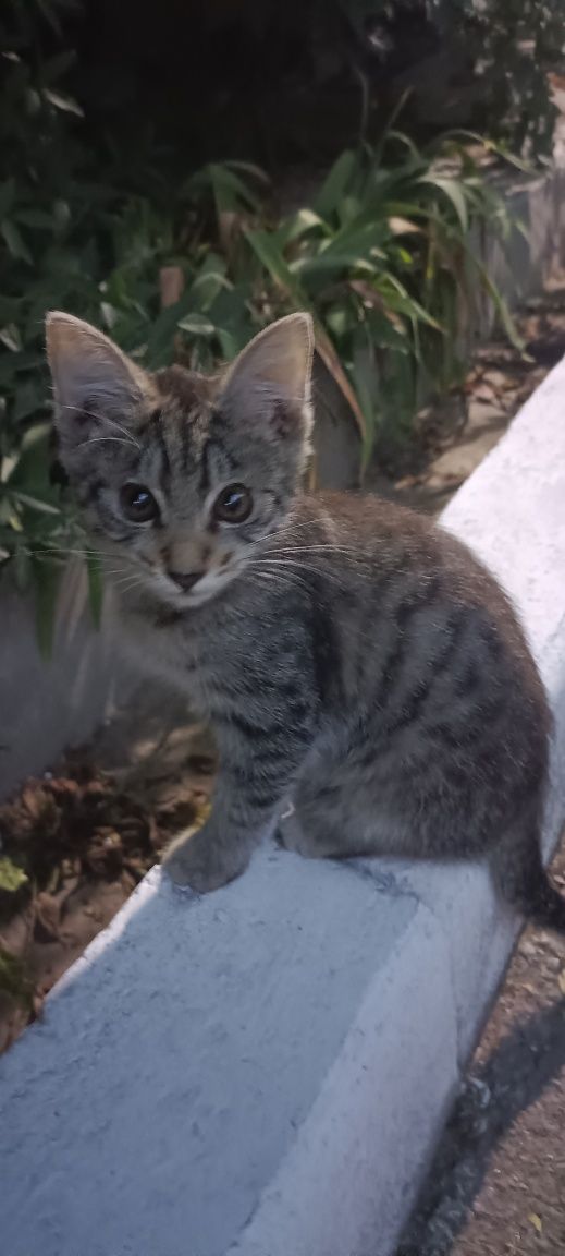 Котят в добрые руки