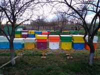 Vand familii de albine, cutii 12 rame si colectoare polen