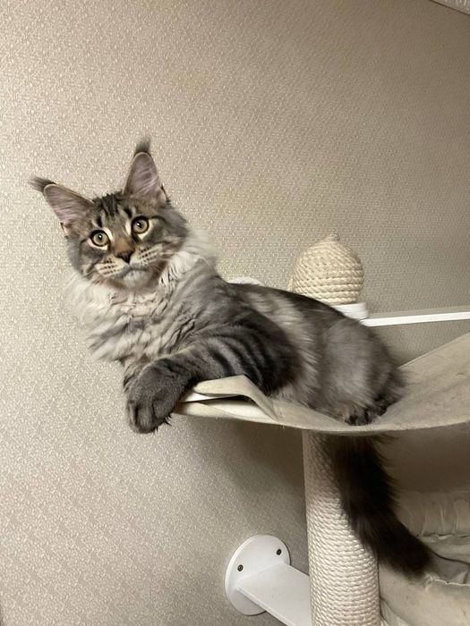 Котенок мейн-кун