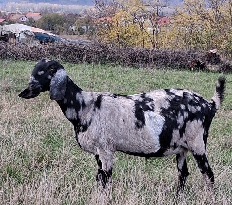Vând capra ANGLO Nubian cu Pedigree Cehia