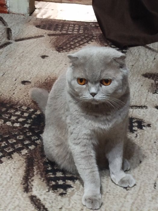 Готовятся к продажи котята,окрас лиловый.