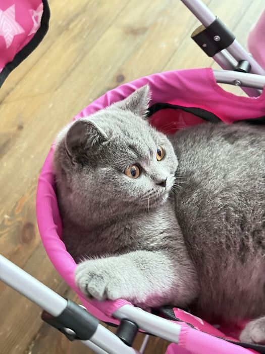 Чистокръвно британско момче на 5 месеца с родословие