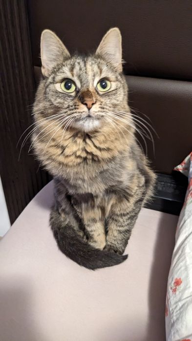 Pisica prietenoasa de donat