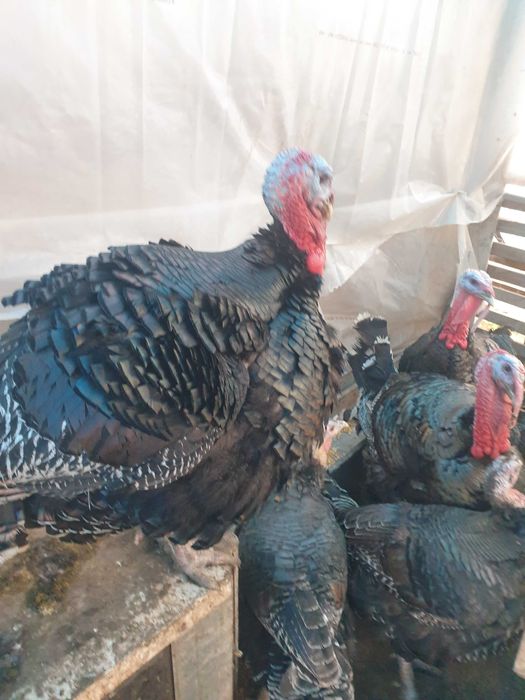 Curcani crescuți în curte, 20kg/bucata
