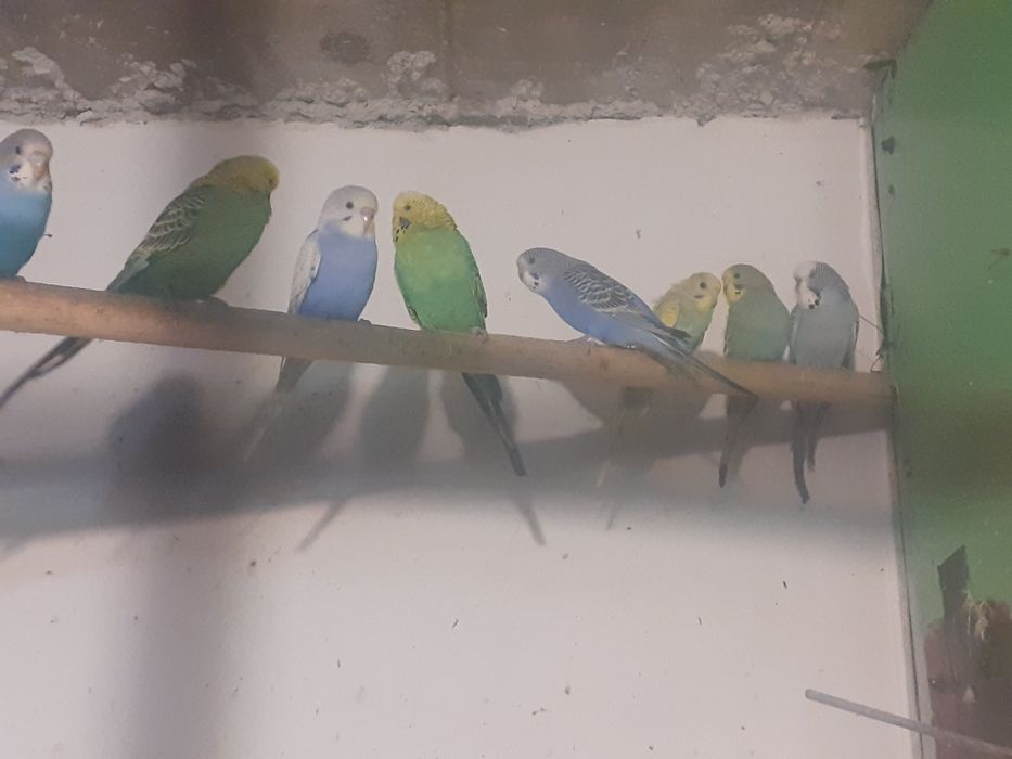 Crescator vand perusi diverse varietati pui și maturi reproducatori.