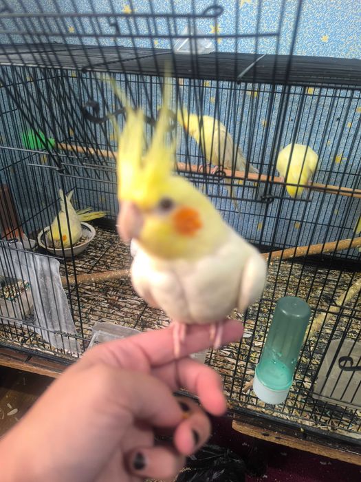 150 min Karella qushlari ruchnoyga orgatishgayam  bolasi bor