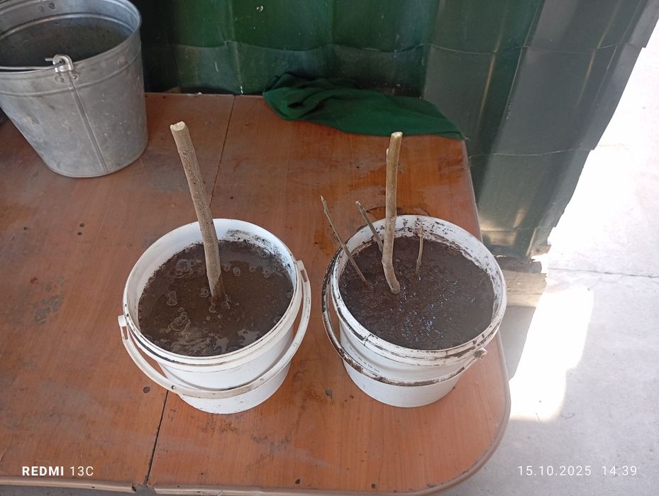 Продам инжир крупные