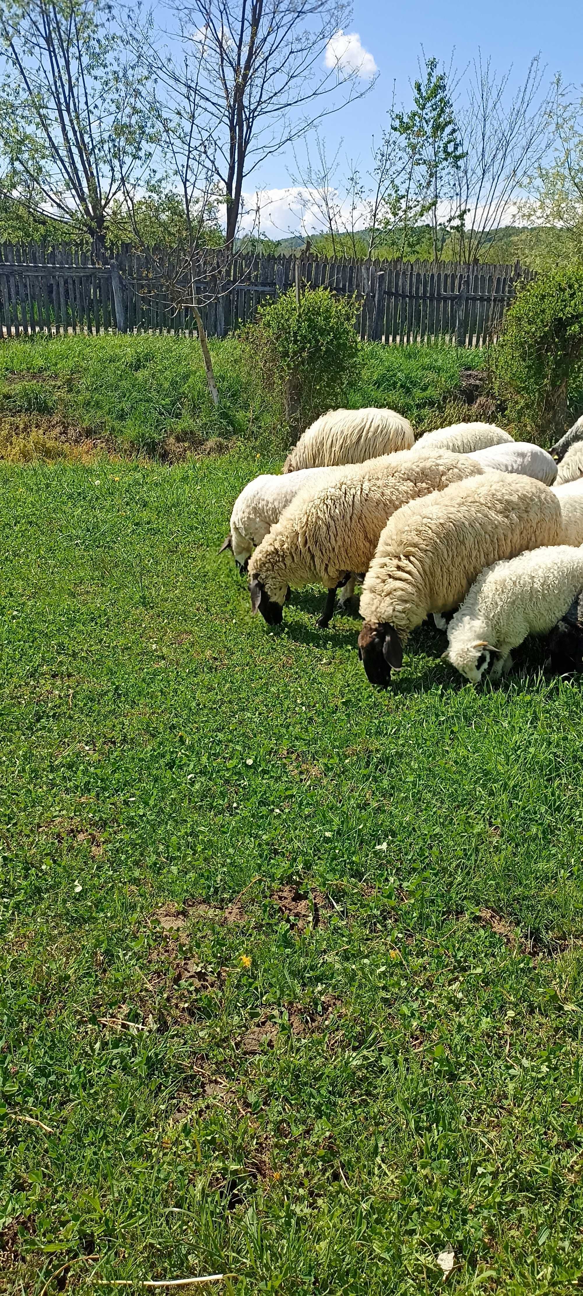 Oii de vânzare carabase.