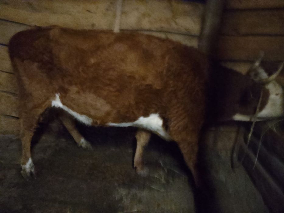 Продам корову.