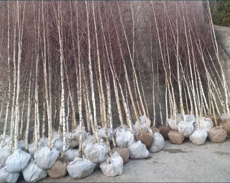 Mesteacăn, Carpen, Arțar | Foioase pentru Amenajări