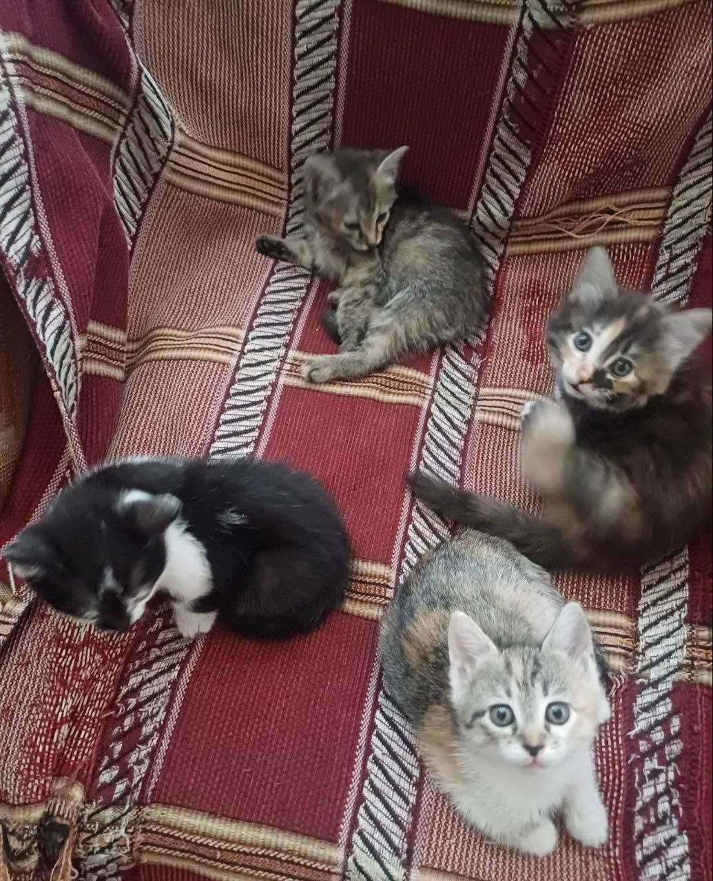 Отдаю котят в добрые руки , бесплатно.