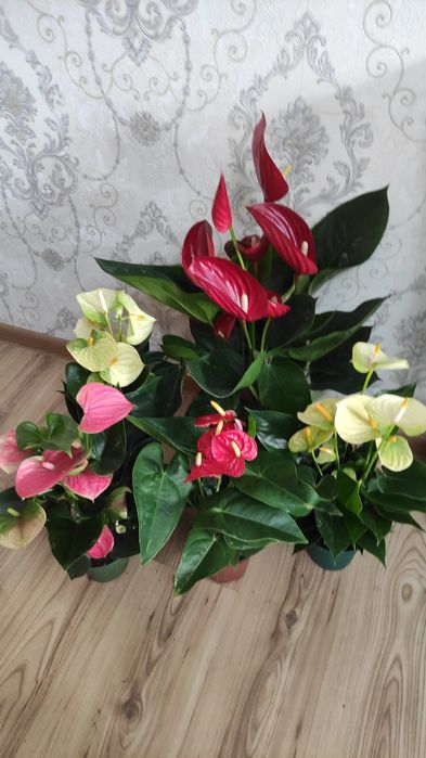 Комнатные растения Алматы