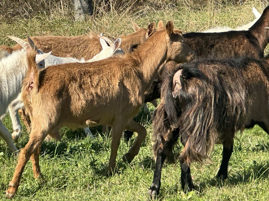Capre de vanzare