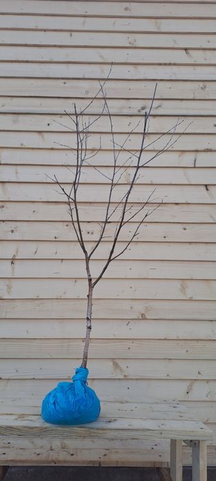 Mesteacan plangator betula youngii 140-150 cm, trimitem în toată tara