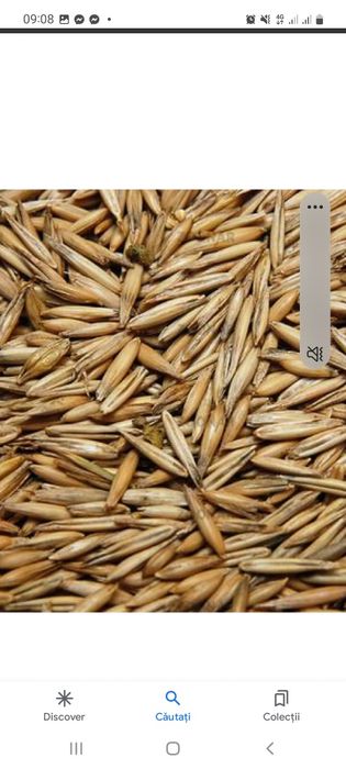 Vând Ovăz recolta 2025