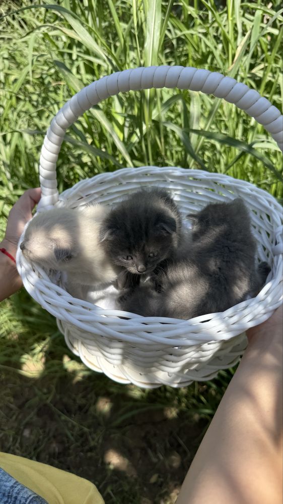 Мушуклар сотилади