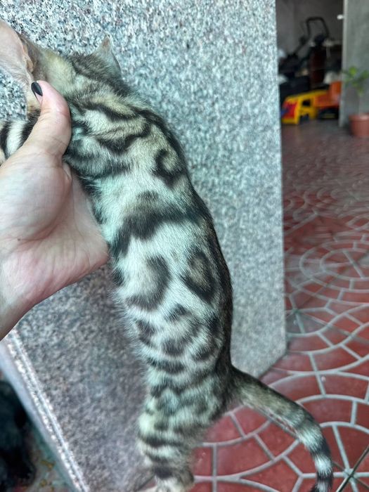 Bengal mushuk sotiladi