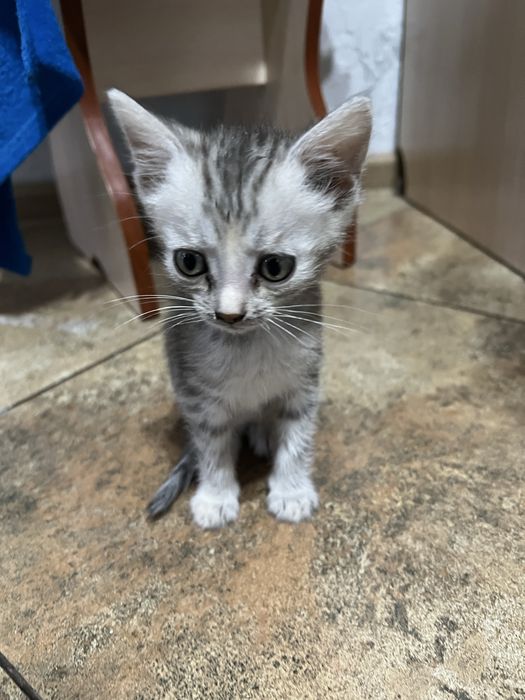 Отдам котенка в добрые руки