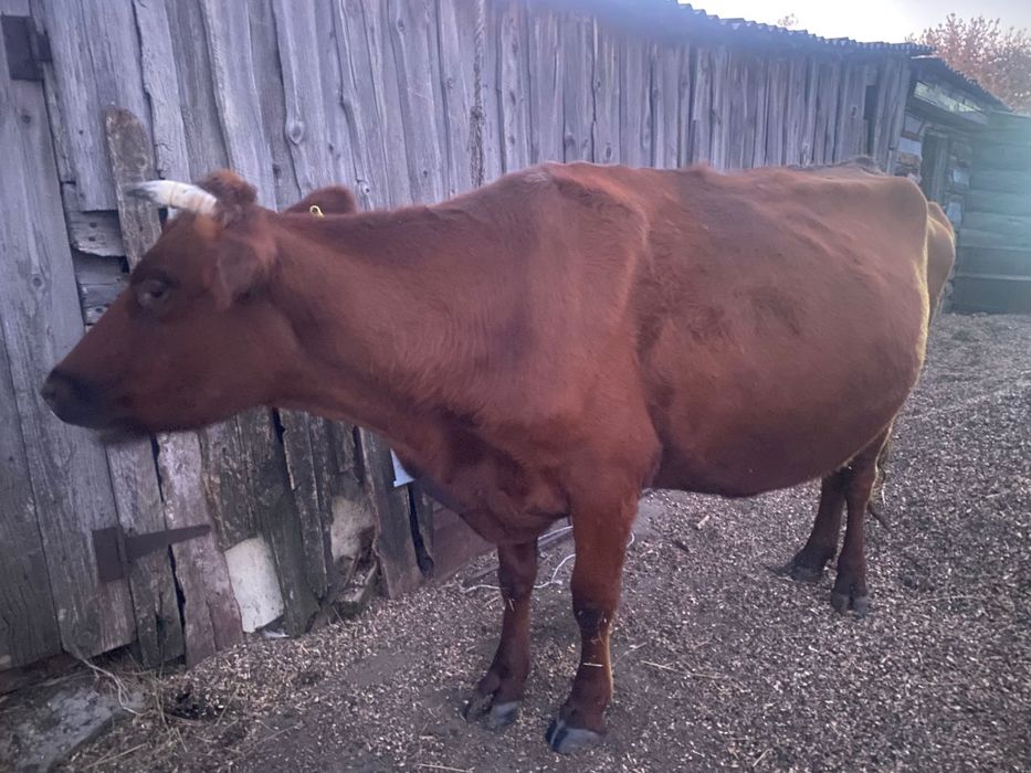Продам дойную корову