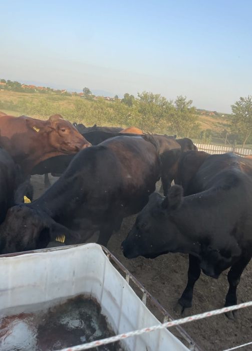 Vand vaci angus tinere cu certificat de orighine