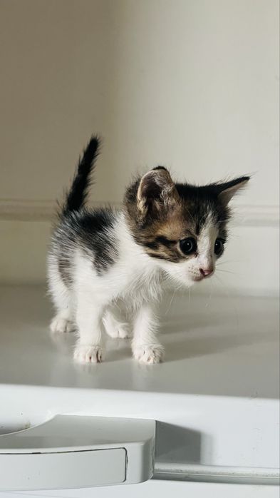 Котенки домашнык