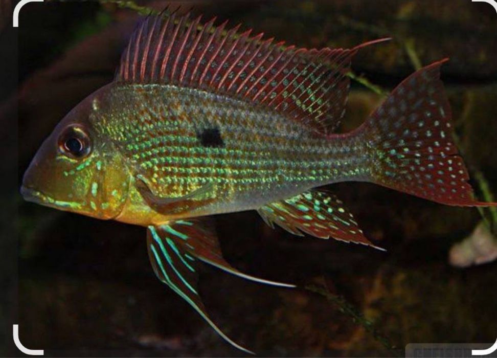 Geophagus Proximus