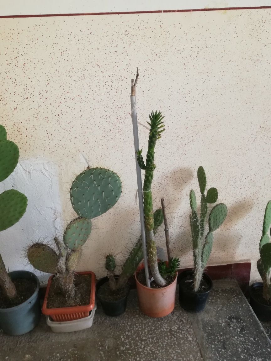 Cactusi , plante de apartament