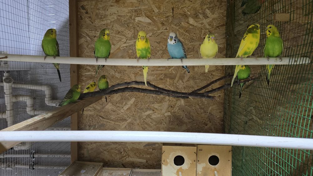 Тути кушла сотилади соглом хаммаси 100000 сумдан донаси