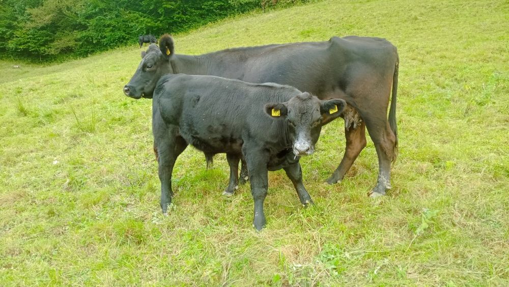 Taurasi angus 200-250 kg