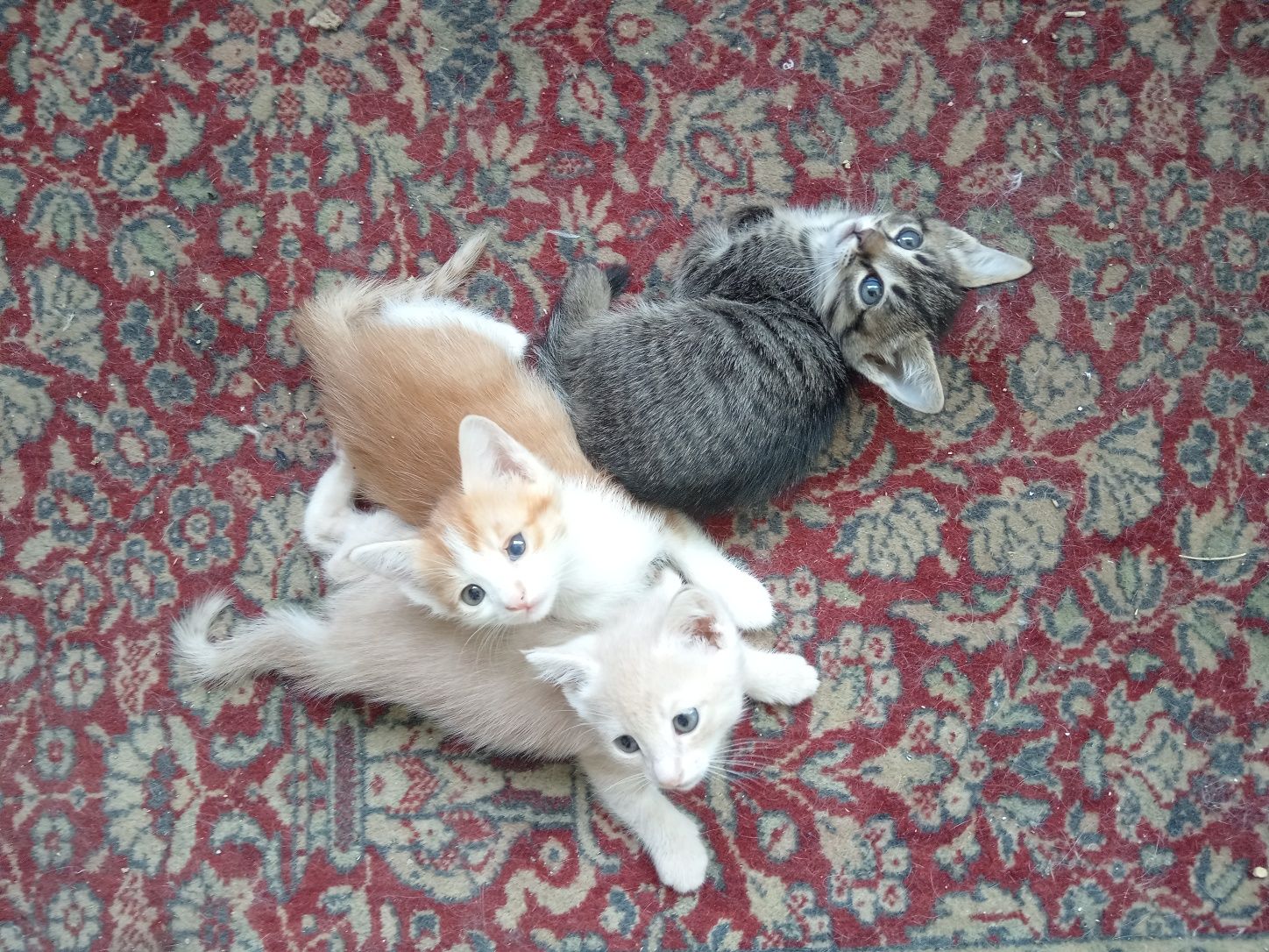 Котята 1.5 месяца, домашние, чистенькие