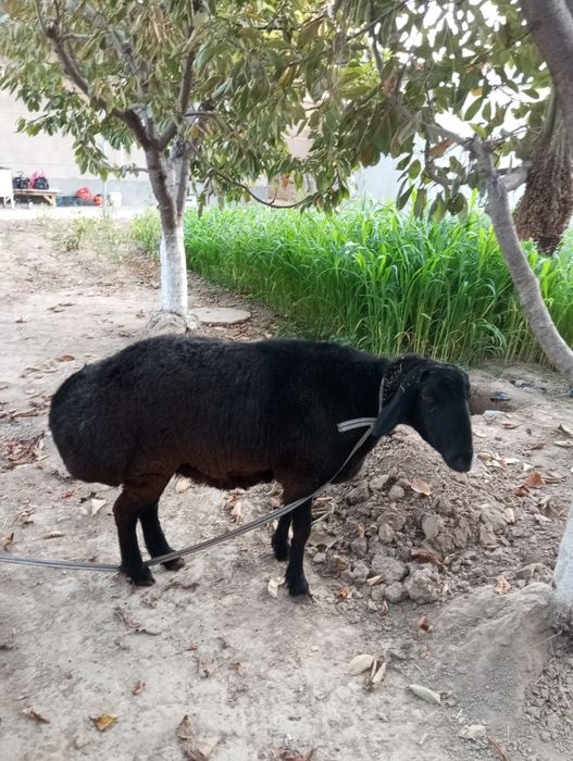 Arashan va Afgʻon qoyi