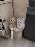 Отдам в добрые ручки кошечку