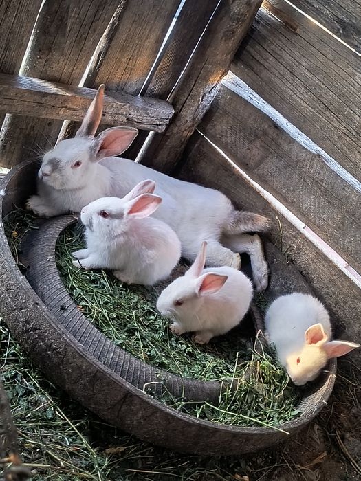 Vând iepuri belgieni