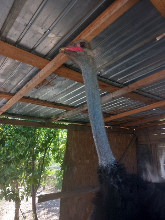 Struti un mascul si o femela