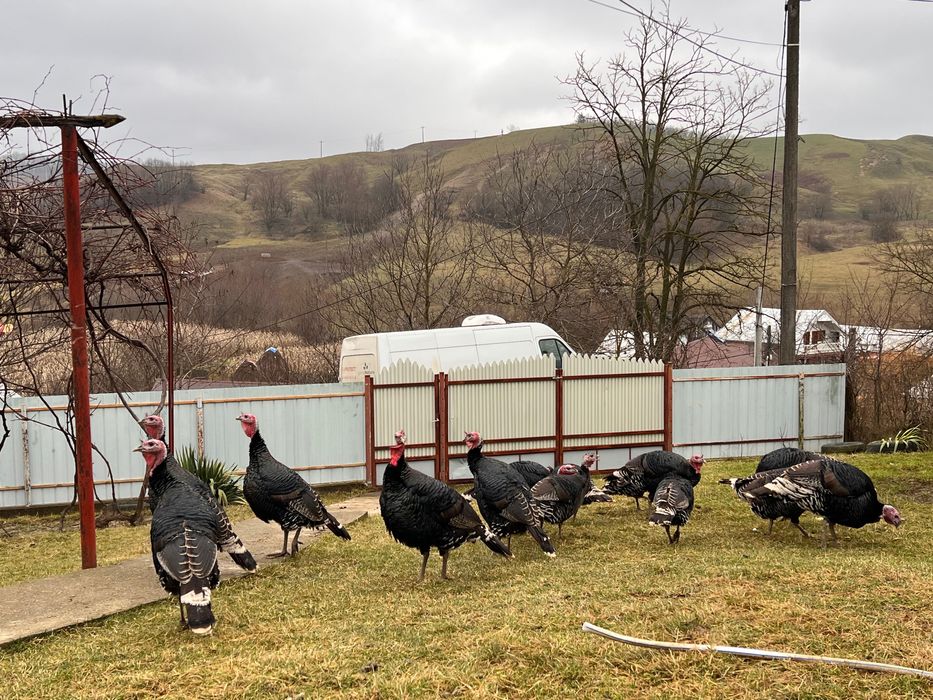 OFERTA!!! Curci de vânzare