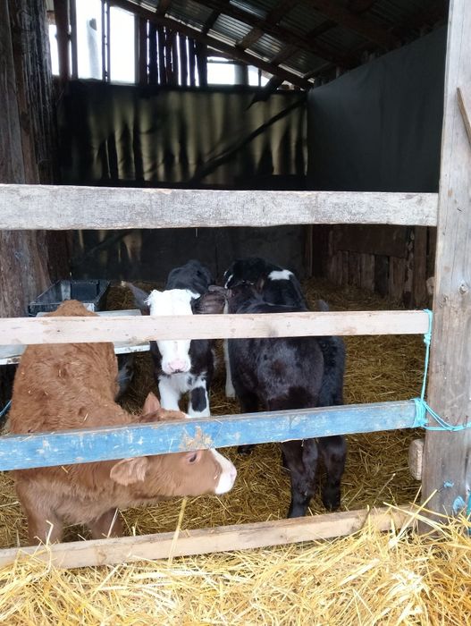 Vând șase tăurași.