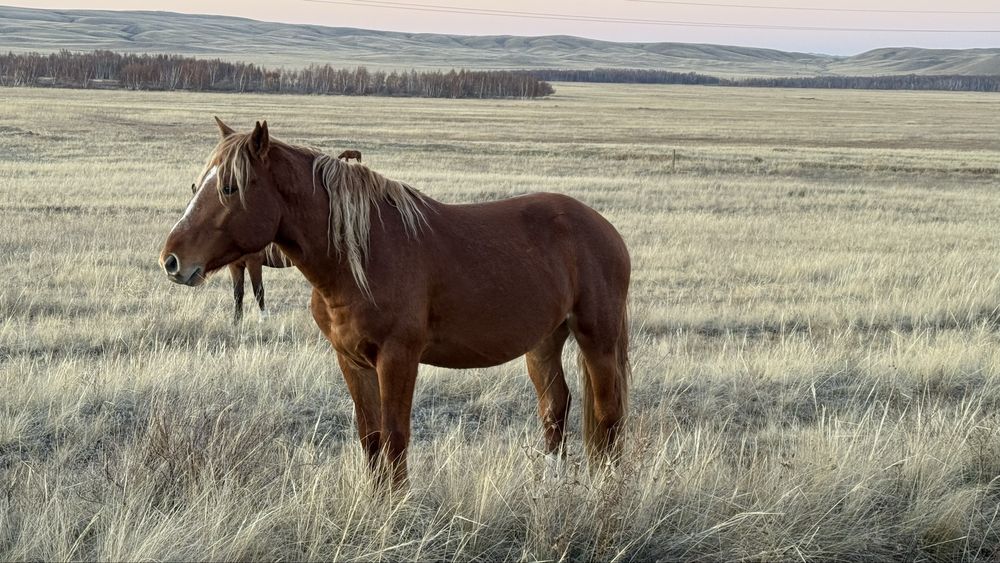 Продам жеребца, возраст 4 года