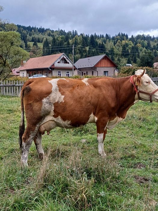 Vand vaca si o juninca