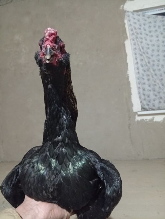 Бразильский соколик хуроз сотилади