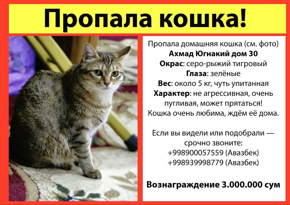 Пропала кошка на Ахмад Югнаки. Помогите найти за вознаграждение!